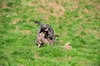 Picture of silver and charcoal Labrador puppies playing