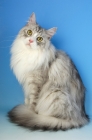 Picture of silver and white maine coon cat sitting