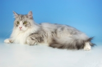 Picture of silver and white maine coon cat lying on blue background