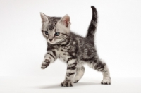 Picture of Silver Classic Tabby American Shorthair kitten, walking