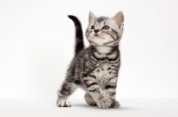 Picture of Silver Classic Tabby American Shorthair kitten