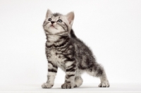 Picture of Silver Classic Tabby American Shorthair kitten