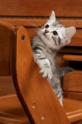 Picture of Silver Classic Tabby American Shorthair kitten on a chair, looking up