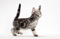 Picture of Silver Classic Tabby American Shorthair kitten, one leg up
