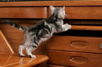 Picture of Silver Classic Tabby American Shorthair kitten