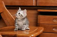 Picture of Silver Classic Tabby American Shorthair kitten on a chair