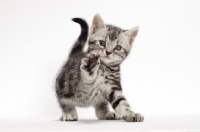 Picture of Silver Classic Tabby American Shorthair kitten