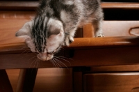 Picture of Silver Classic Tabby American Shorthair kitten looking down from a chair