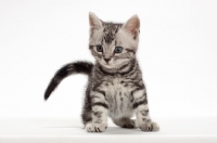 Picture of Silver Classic Tabby American Shorthair kitten, front view