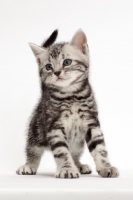 Picture of Silver Classic Tabby American Shorthair kitten
