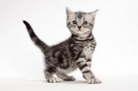 Picture of Silver Classic Tabby American Shorthair kitten, looking unsure