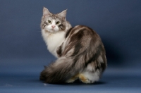 Picture of Silver Classic Tabby & White Maine Coon