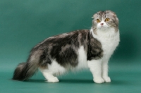 Picture of Silver Classic Tabby & White Scottish Fold Longhair
