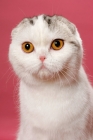 Picture of Silver Classic Tabby & White Scottish Fold