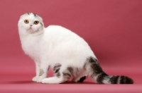 Picture of Silver Classic Tabby & White Scottish Fold