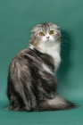 Picture of Silver Classic Tabby & White Scottish Fold Longhair, back view
