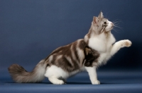 Picture of Silver Classic Tabby & White Maine Coon, one leg up