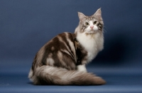 Picture of Silver Classic Tabby & White Maine Coon