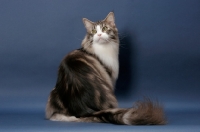 Picture of Silver Classic Tabby & White Maine Coon