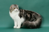 Picture of Silver Classic Tabby & White Scottish Fold Longhair
