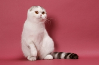 Picture of Silver Classic Tabby & White Scottish Fold on pink background