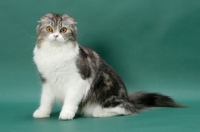 Picture of Silver Classic Tabby & White Scottish Fold Longhair
