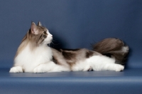 Picture of Silver Classic Tabby & White Maine Coon