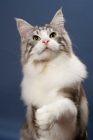 Picture of Silver Classic Tabby & White Maine Coon, reaching