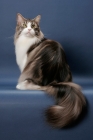 Picture of Silver Classic Tabby & White Maine Coon