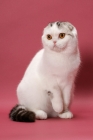 Picture of Silver Classic Tabby & White Scottish Fold