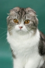 Picture of Silver Classic Tabby & White Scottish Fold Longhair, head study
