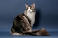 Picture of Silver Classic Tabby & White Maine Coon