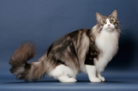 Picture of Silver Classic Tabby & White Maine Coon, side view