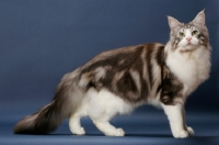 Picture of Silver Classic Tabby & White Maine Coon, side view