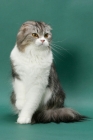 Picture of Silver Classic Tabby & White Scottish Fold Longhair
