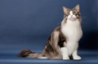 Picture of Silver Classic Tabby & White Maine Coon