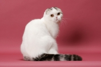 Picture of Silver Classic Tabby & White Scottish Fold, backv iew
