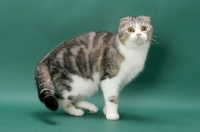 Picture of Silver Classic Tabby and White Scottish Fold cat, side view