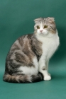 Picture of Silver Classic Tabby and White Scottish Fold cat, side view