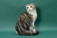 Picture of Silver Classic Tabby and White Scottish Fold cat, side view