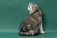 Picture of Silver Classic Tabby and White Scottish Fold cat, back view