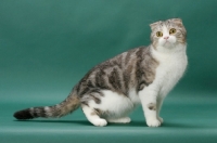 Picture of Silver Classic Tabby and White Scottish Fold cat, side view