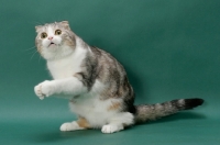 Picture of Silver Classic Tabby and White Scottish Fold cat, on hind legs