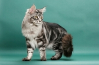Picture of Silver Classic Tabby Maine Coon, standing on green background