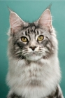 Picture of Silver Classic Tabby Maine Coon, green background, portrait