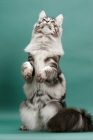 Picture of Silver Classic Tabby Maine Coon, green background, looking up