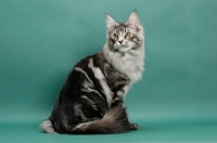 Picture of Silver Classic Tabby Maine Coon, sitting down on green background