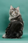 Picture of Silver Classic Tabby Maine Coon, green background, back view