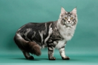 Picture of Silver Classic Tabby Maine Coon, green background