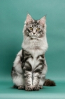 Picture of Silver Classic Tabby Maine Coon, sitting front view on green background